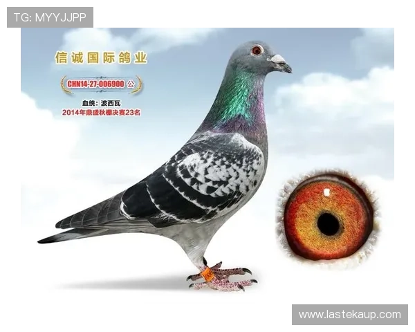 AG国际馆登录页面更新通知,最新入口地址及登录步骤全方位介绍 AG国际馆登录页面更新通知,最新入口地址及登录步骤全方位介绍